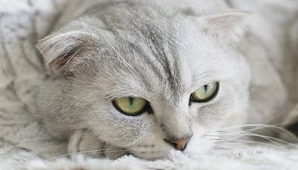 开云网站-弗利特伍德镇高位压迫见效，渔港军团志在保级，弗里特伍德