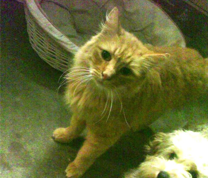 _无人机体育比赛:空中速度与智慧的较量_,无人机 体育