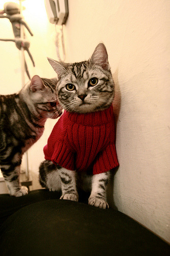 _森林狼年轻队伍崭露头角,追梦季后赛_,森林狼目前阵容