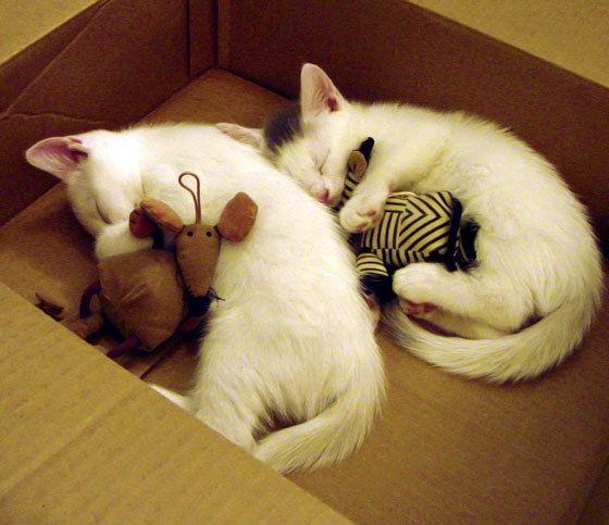 开云官网APP下载-探秘赛道：隐藏的险点与潜在的危机区域，赛道示意图