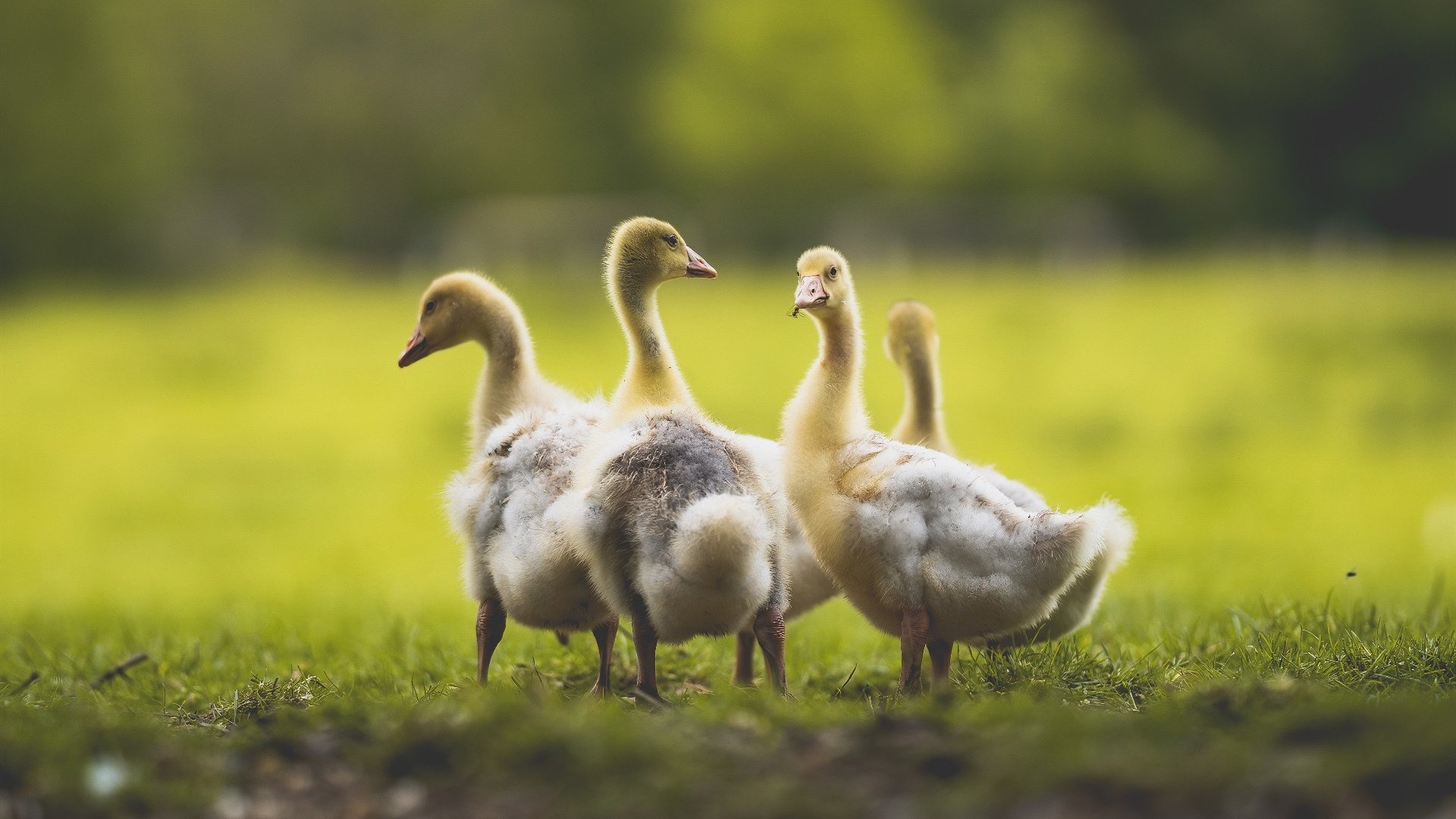 特色足球赛事“创新模式”频出,激发青少年足球创新活力,校园足球创新赛制的运用与推广