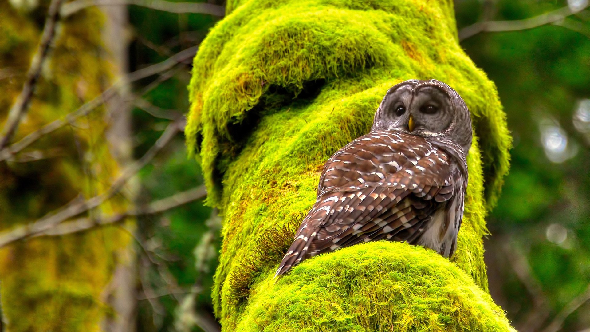 kaiyun开云·官方网站-逆转“奇迹之夜”——永恒的欧冠经典瞬间，欧冠决赛逆转奇迹