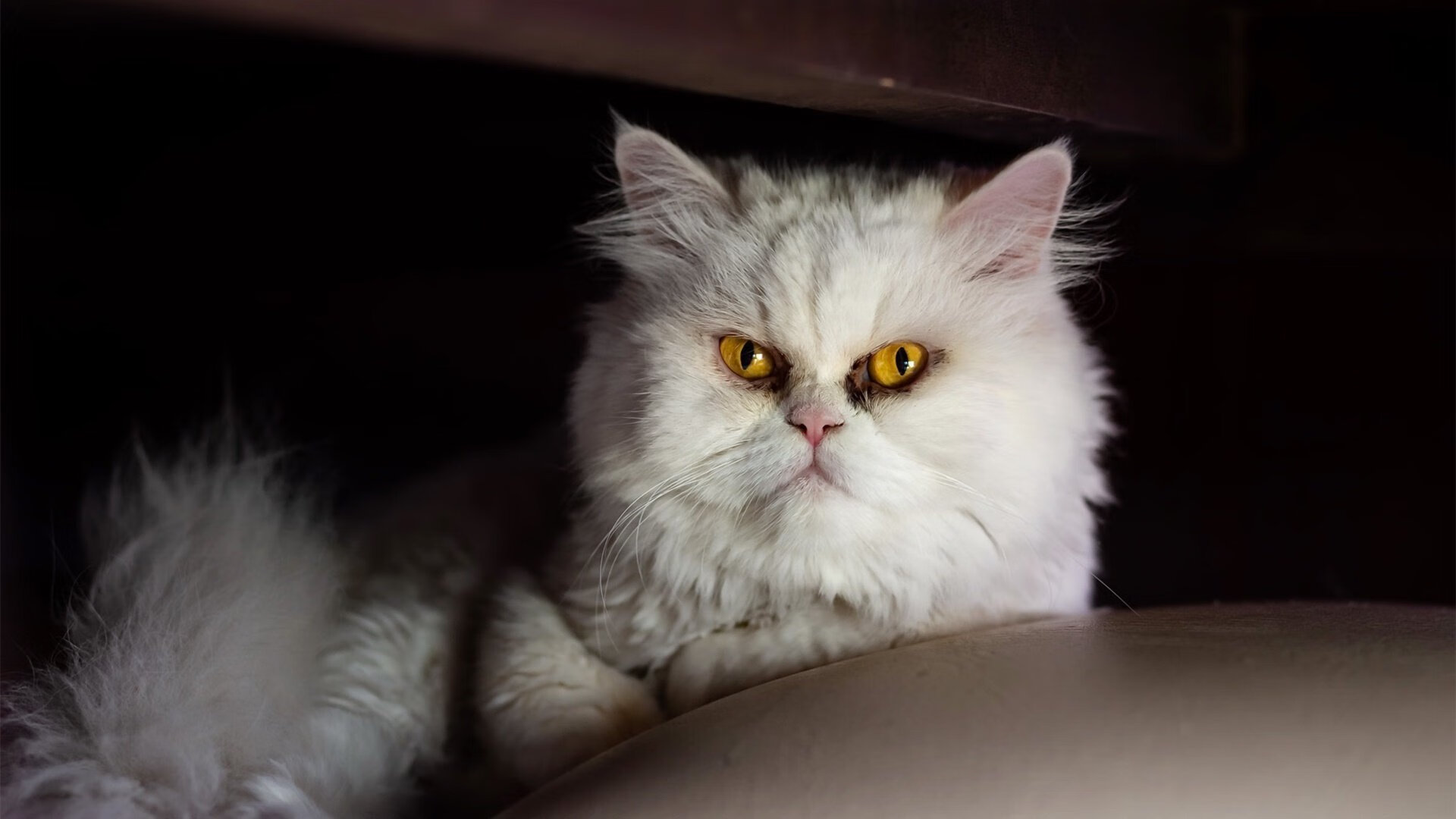 开云网页版登录入口-青训“走出去”项目深入海外，推动中国足球国际化合作，中国足球青训将来的发展