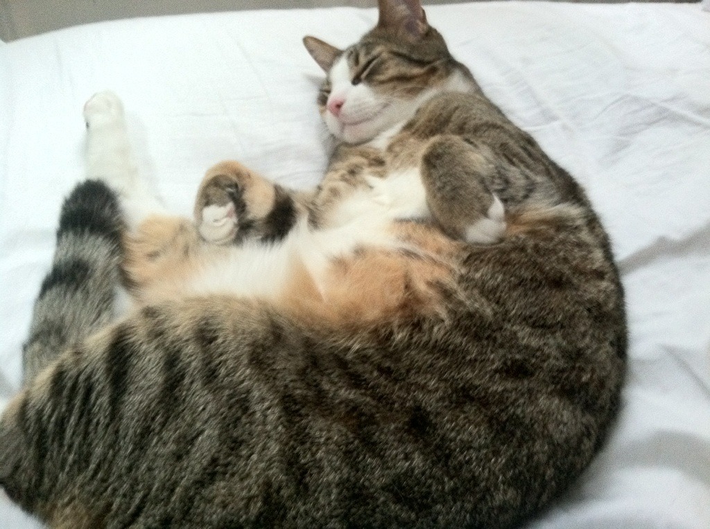 中国篮球联赛观众行为分析及市场策略,篮球赛观众须知