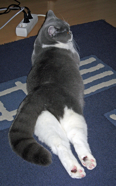 开云kaiyun-搏击赛事观赛平台推出战术拆解小程序，搏击比赛视频合集