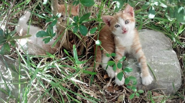 开云官方网站-CBA球队加强青年队培养保障后备力量持续供应，cba青年队训练