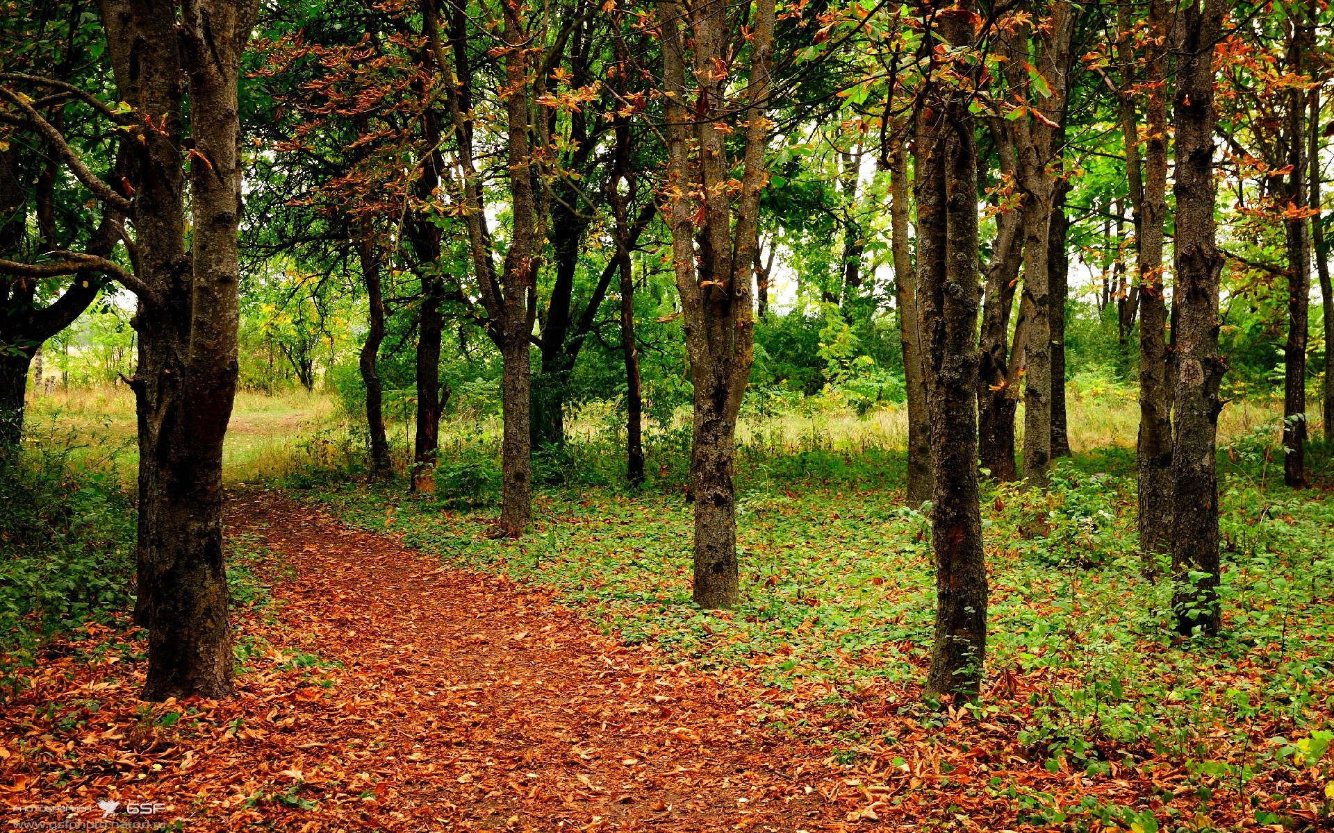 德甲速度狂飙:瞬间突击,瞬间得分!,德甲冲刺速度最快球员