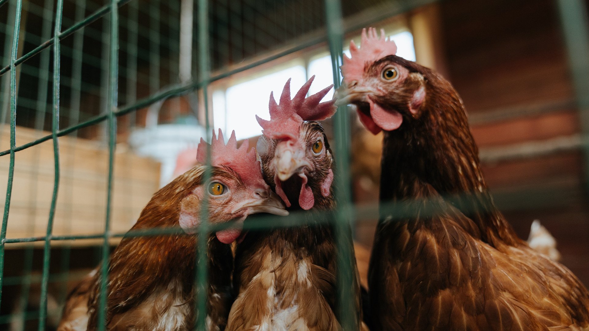 开云平台-新西兰全黑队球员间无缝连接，进攻防守无死角，新西兰篮球联赛球队