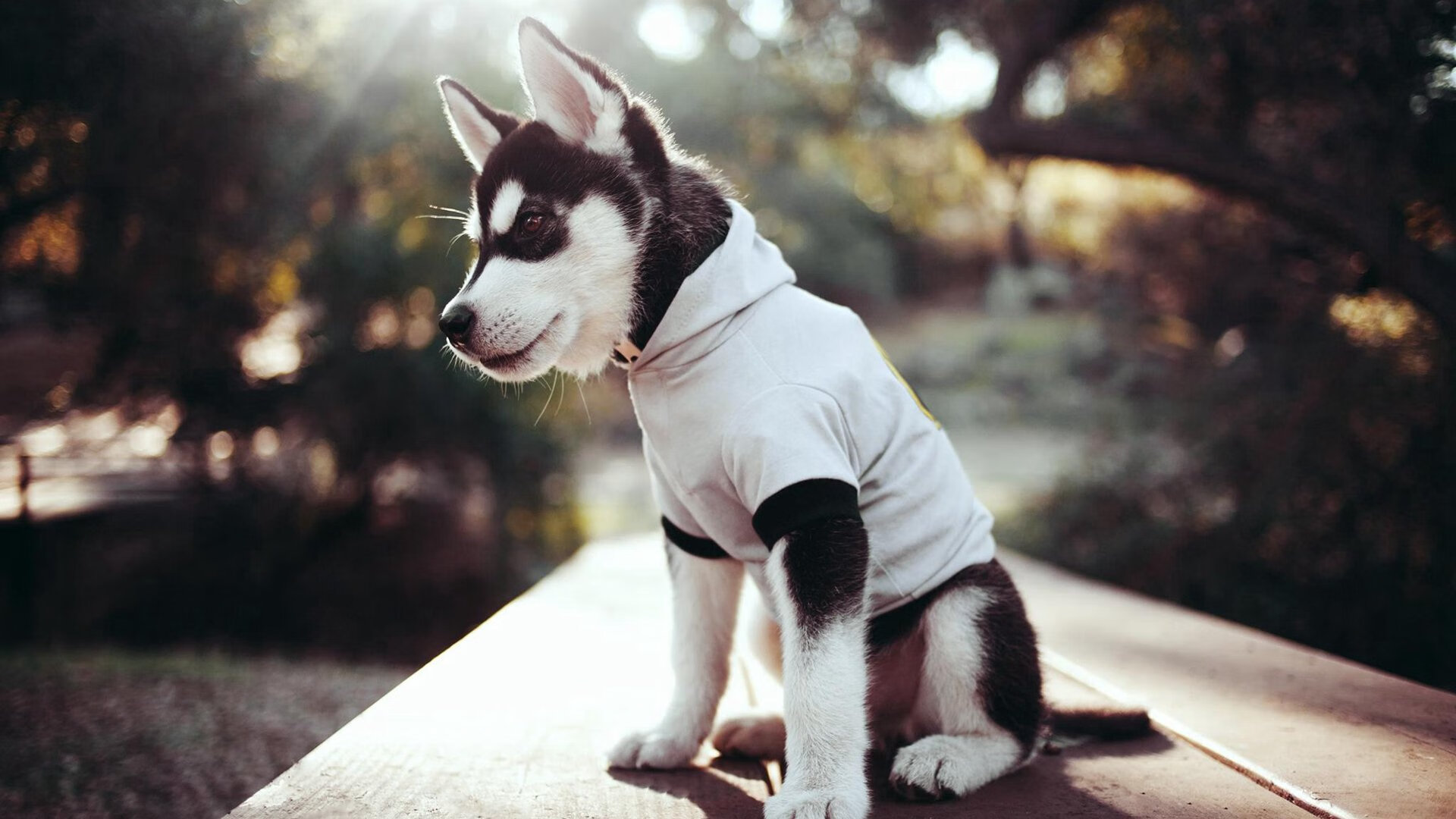 田径长跑训练计划科学化系统化，田径长跑技术要领