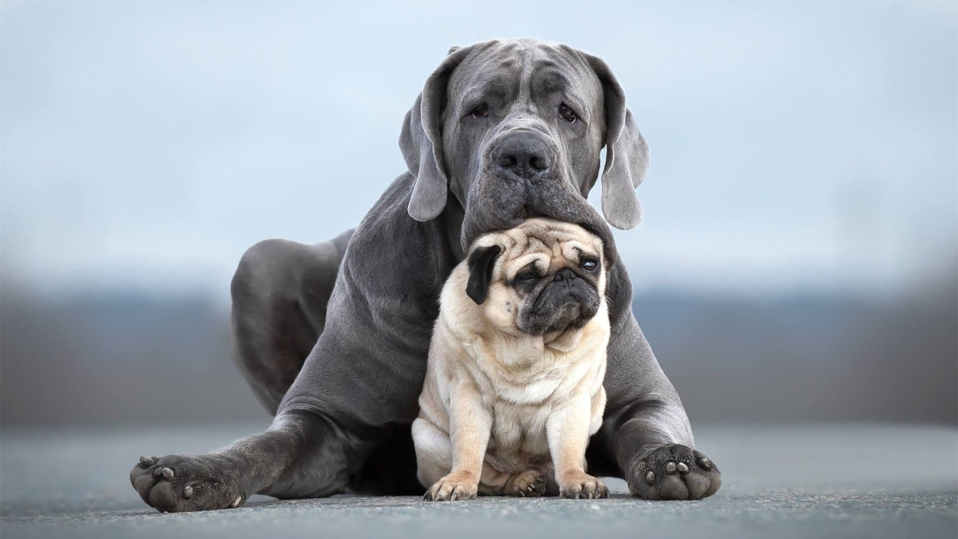 马术文化节在京举办融合传统与现代,马术文化周
